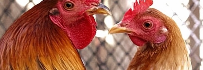 Il "canto" di galli e galline infastidisce il vicinato: il sindaco ordina lo sgombero