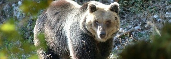 Trovata e uccisa l'orsa KJ2: aveva  aggredito un escursionista