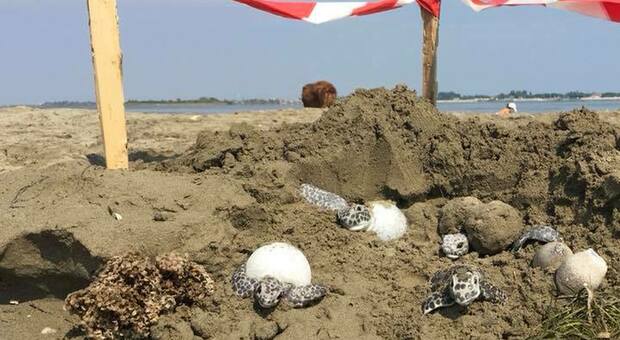 La schiusa delle uova di tartaruga marina Caretta Caretta