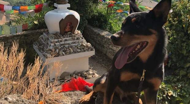 Avvelenato il cane eroe del Soccorso Alpino del Friuli: Jack è intubato, appelli social