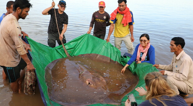 La pastinaca "gigante" di 180 kg scoperta nel fiume Mekong