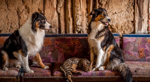 Cani e gatti, il giudice può limtare il possesso di animali in casa e anche in giardino