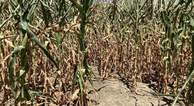 Danni ingentissimi per il mais, perdite fino al 70 per cento della produzione in Polesine