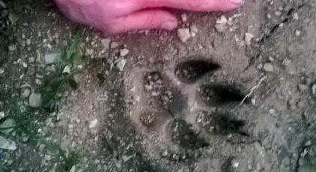 L'impronta di orso fotografata nell'asolano