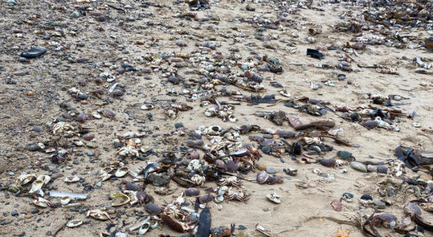 Gran Bretagna, il mistero della strage di granchi: spiagge ricoperte da migliaia di crostacei morti