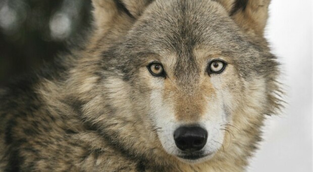 Spari contro i lupi in Veneto: è la prima volta che succede in Italia