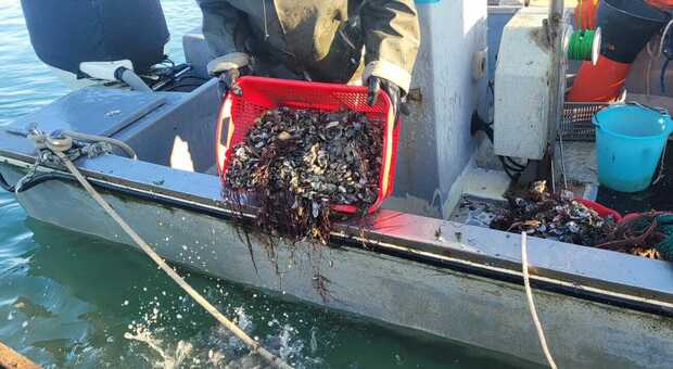 Il granchio blu sta facendo strage delle vongole del Delta: i pescatori lanciano l'allarme