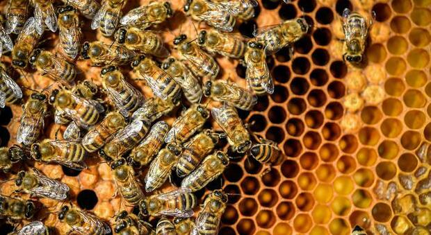 Alimenti, il clima pazzo sconvolge le api: -25% produzione miele nel 2021