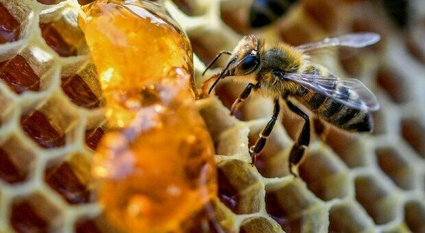 Miele, anche le api senza scorte per l'inverno