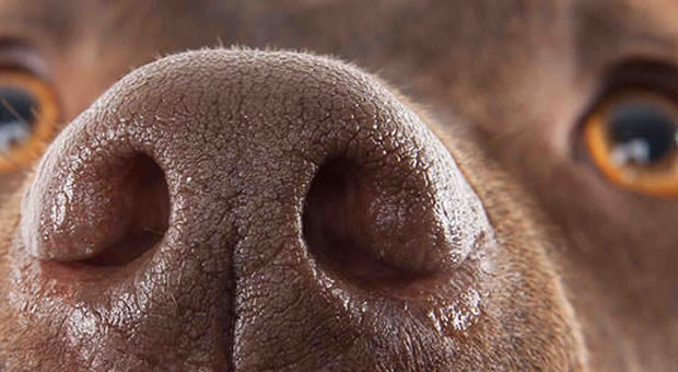 Tumore alla prostata: il fiuto del cane lo scopre al 98%