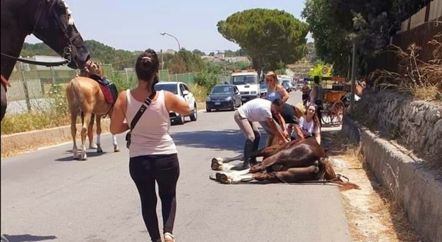 Il cavallo morto a Matera (immag diffusa sui social da Sassi Live)