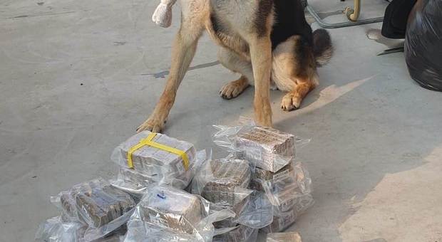 Il cane dei carabinieri trova 12 chili di droga nascosti nell'auto