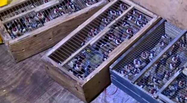 Traffico di specie protetta: sequestrati 133 cardellini: «Nei loro nidi i piccoli condannati a morte certa»
