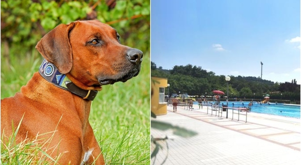 Verona, lascia il cane dentro l'auto al sole e va in piscina: morto sotto 50 gradi Rhodesian Ridgeback