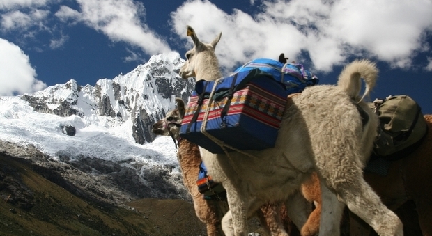 Llama Trek in Perù (foto di Perù Travel)