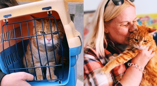Ucraina, il gatto Simba da Leopoli a Roma riabbraccia la famiglia grazie ai volontari