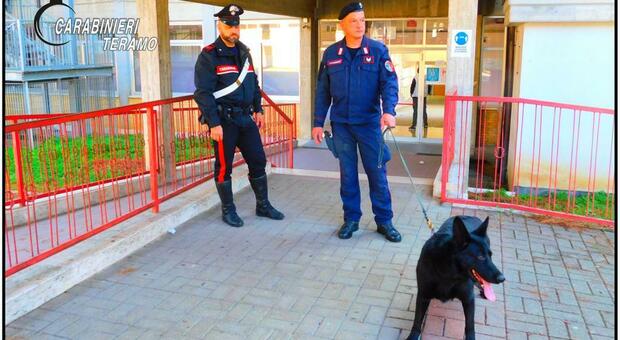 Blitz dei carabinieri: il cane scova 52 chili di stupefacente fiutando l'ingresso di una casa. Sconosciuti i proprietari