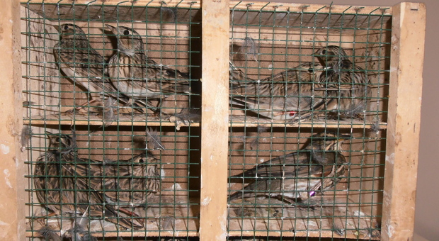 Uccelli sequestrati, il ricorso in Cassazione è respinto (foto di repertorio)