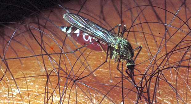 Zanzare "mutanti" a Nordest: più aggressive delle Tigre e resistenti al freddo