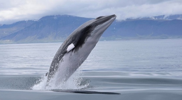 Una balenottera (immag pubbl dalla petizione relativa a balene norvegia su change.org)