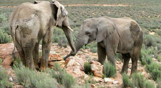 Due elefanti selvaggi sudafricani (immag Remo Sabatini)