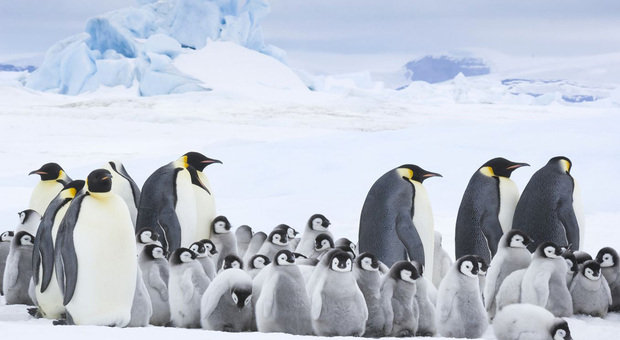 Offerta di lavoro per ufficio postale in Antartide: l'annuncio dell'ente benefico, gli assunti dovranno contare i pinguini tutti i giorni
