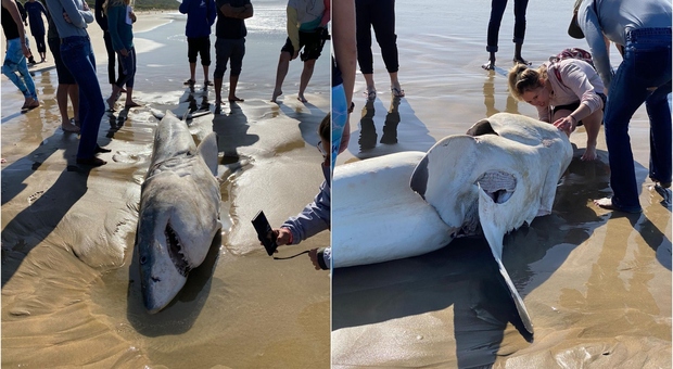 Lo squalo bianco ucciso dalle orche rinvenuto poco fa a Mossel Bay in Sudafrica (immagini per gentile concessione Oceans Research)