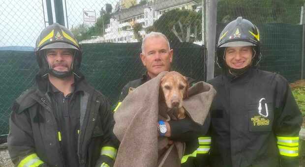Cade in acqua e abbaia disperato, cane salvato dai vigili del fuoco