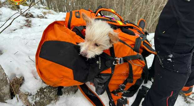 Salvata coppia di escursionisti con il cagnolino stremata nella neve fuori sentiero