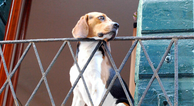 Lascia il cane sul balcone: scatta la maxi multa da 6mila euro, ma era in sala parto