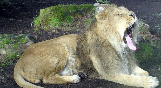 India, otto leoni in uno zoo scoperti positivi al Covid dopo la morte misteriosa di una leonessa