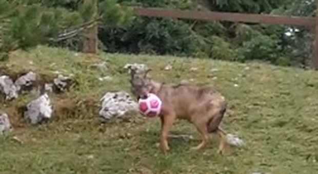 Il lupo Bernardo ospite fisso della malga in Cansiglio... e gioca pure con una palla
