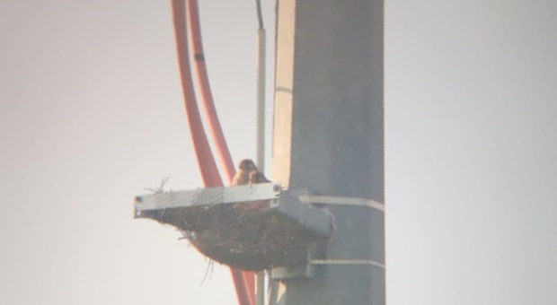 Il nido artificiale realizzato su un traliccio dai tecnici di E-distribuzione a San Martino di Venezze per i falchi