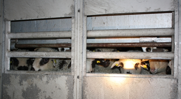Gli agnellini stipati nel camion fermato in A34 a Villesse, in Friuli