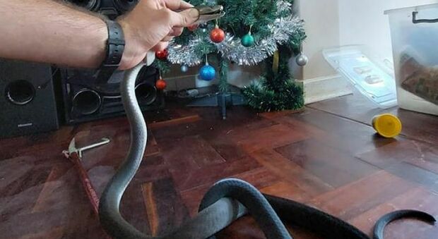 Trovano un serpente velenoso (e letale) sotto l'albero di Natale. Il racconto choc: «Era lungo 2 metri»