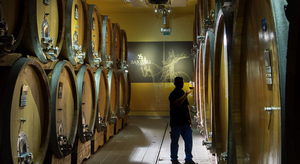 L'azienda vitivinicola Bottega cerca 25 addetti: «Offriamo 1.300 euro ma non troviamo nessuno»