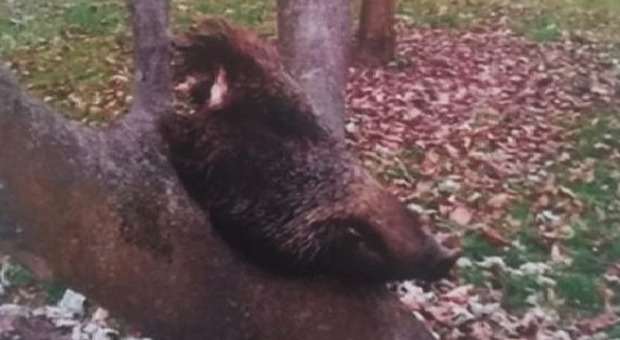 Teste di cinghiale mozzate appese agli alberi del parco: scatta l'inchiesta