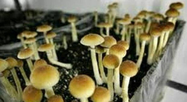 Detroit depenalizza l'uso dei funghi allucinogeni: approvato referendum per rendere legale possesso e uso personale