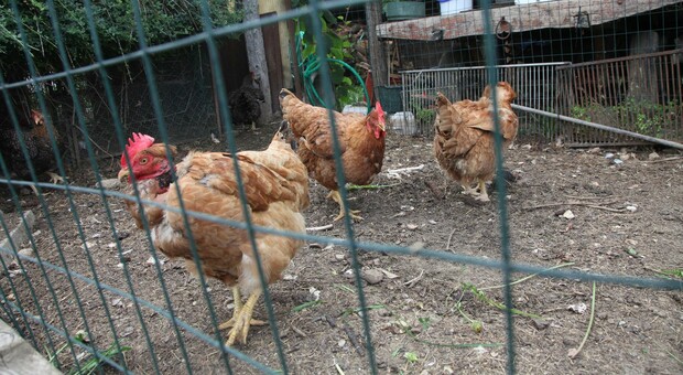 Strage nei pollai: tre colpi in una notte, galline e conigli ridotti a brandelli. I proprietari: «Sono cani randagi»