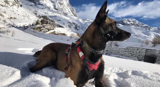 Cane soccorritore sopravvive 16 giorni sui ghiacciai del Cervino a 3.500 metri