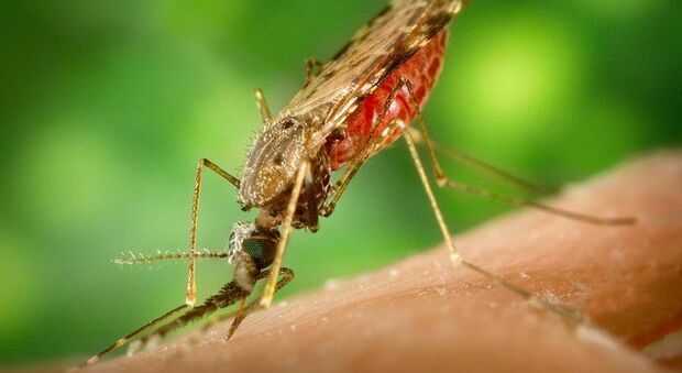 Zanzara anofele