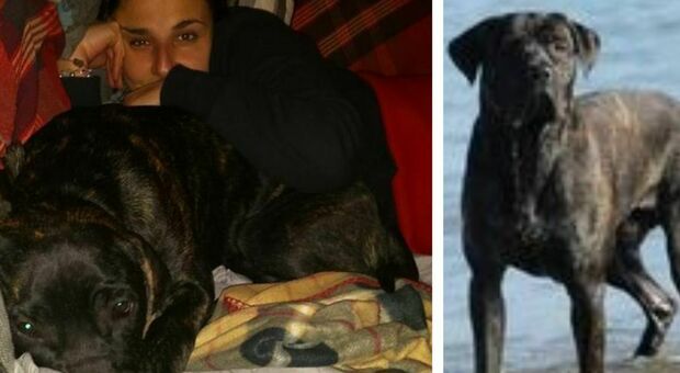 Aggredita da un cinghiale a Roma: «Salvata dal mio cane Ettore». Parte una "zona rossa" per contenerli»