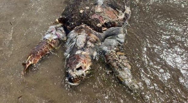 Maxi tartaruga Caretta caretta trovata morta sulla spiaggia della movida: «Incerte le cause»