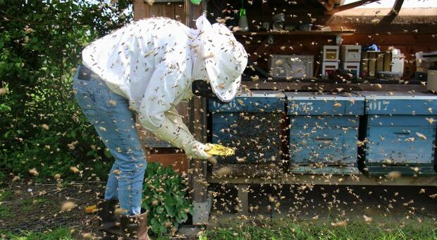Padova, il Comune cerca 10 apicoltori - Foto di Janet su Unsplash