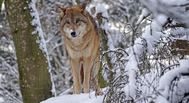 Sì all'abbattimento dei lupi in Alto Adige - Foto di Marcel Langthim da Pixabay