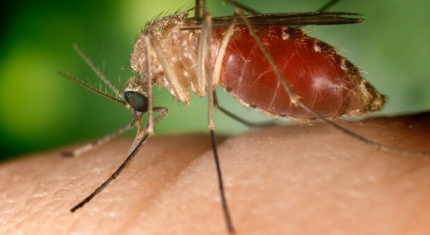 Anche in Friuli sono state trovate zanzare infette