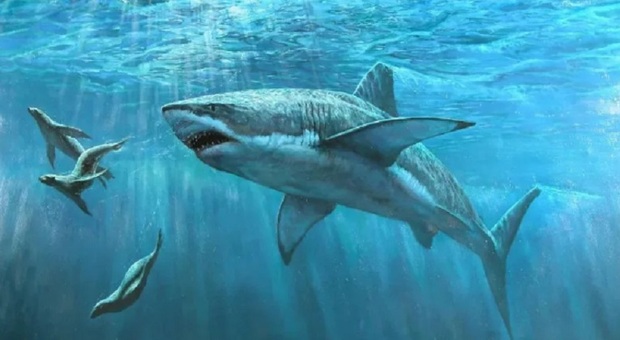 Angustidens, squali megagalattici preistorici vissuti tra i 33 e i 22 milioni di anni fa