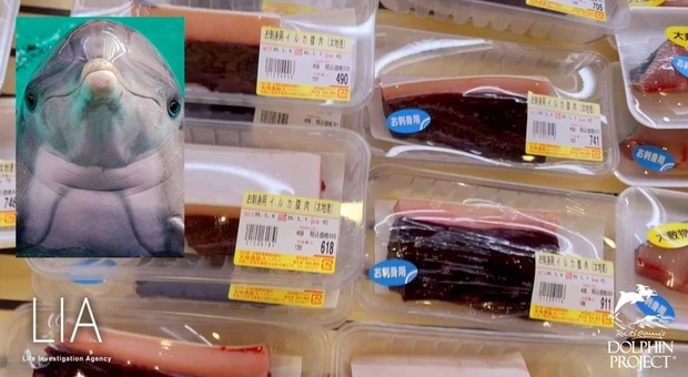 Carne di delfino in vendita al supermercato giapponese di Taiji. (Immag diffuse da Life Investigation Agency e Dolphin Project)
