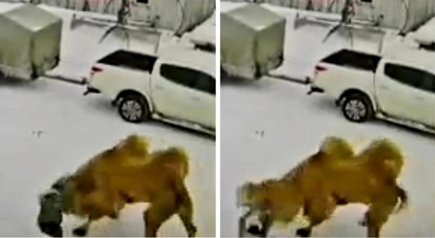 I momenti dell'aggressione e della reazione del cammello ripresi dalle videocamere a circuito chiuso (immag diffuse sui social da John Connor)