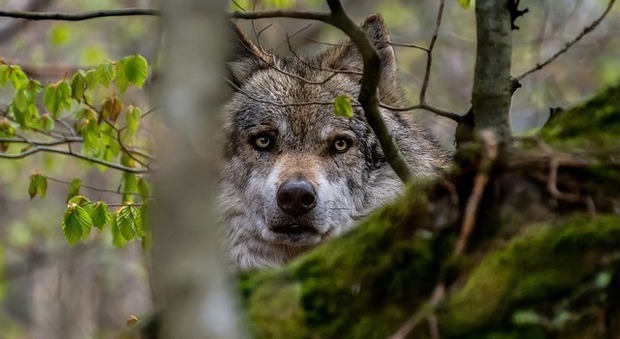 Cane ucciso dai lupi e lui circondato dal branco - Foto di Tomáš Seman da Pixabay